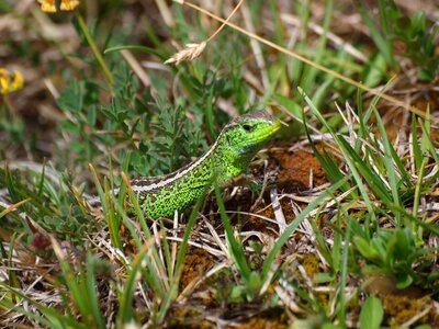 Nature emerald lizard summer