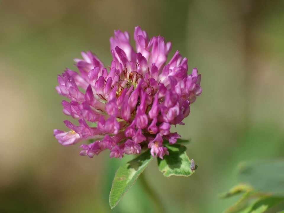 Bloom pointed flower nature
