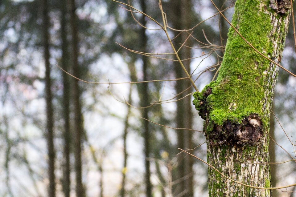 Bark wood structure