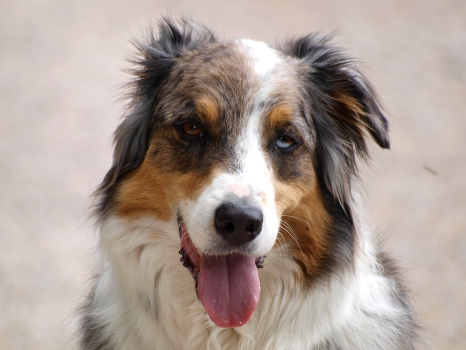 Australian shepherd purebred dog herd protection dog
