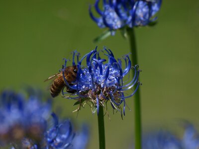 Bloom insect pollen photo