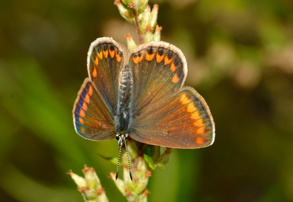 Polyommatus icarus female