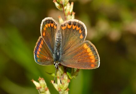 Polyommatus icarus female photo