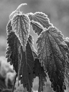 Ice winter frozen
