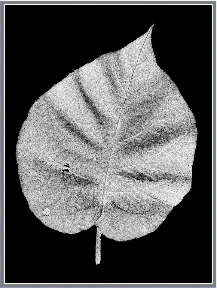 Scan grey scale monochrome