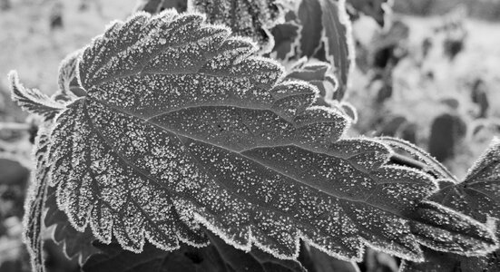 Cold hoarfrost nature