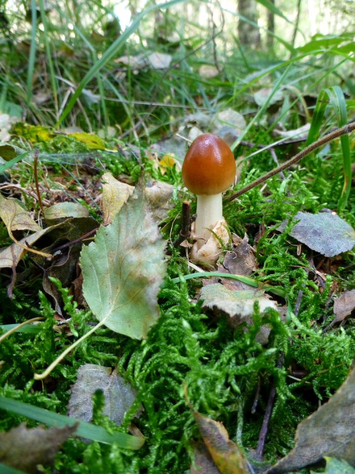 Mushroom moss leaves