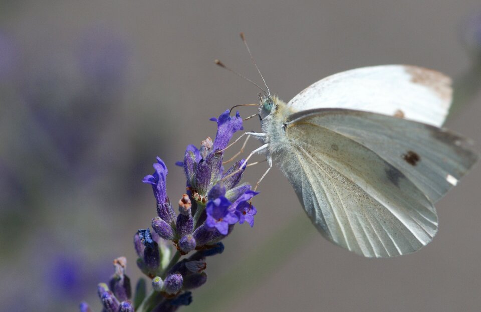 Insect white animal