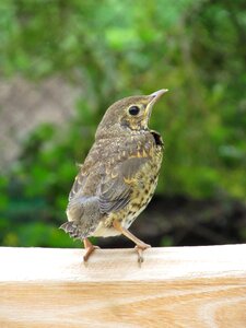 Thrush launchy nature photo