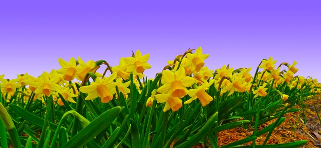 Plantation cultivation daffodil field photo