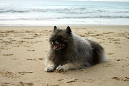 Canine fluffy pedigree photo