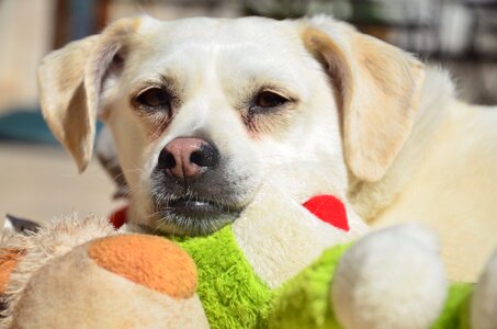 Dog play tired