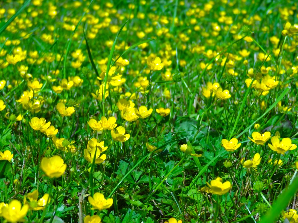 Spring pasture green