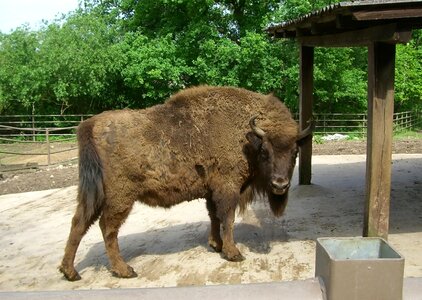 Animal graze horns