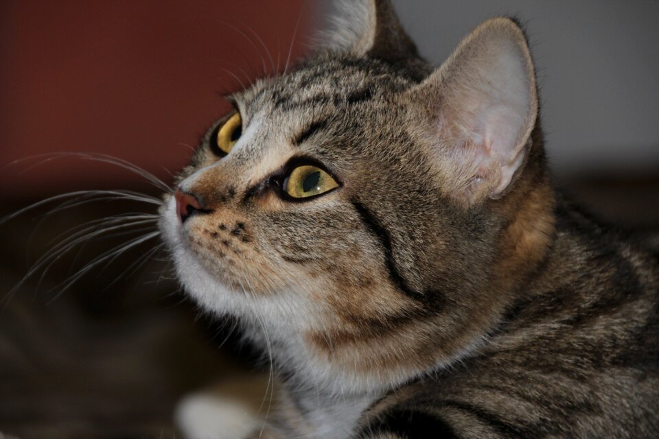 Cat eyes cute cat's eye