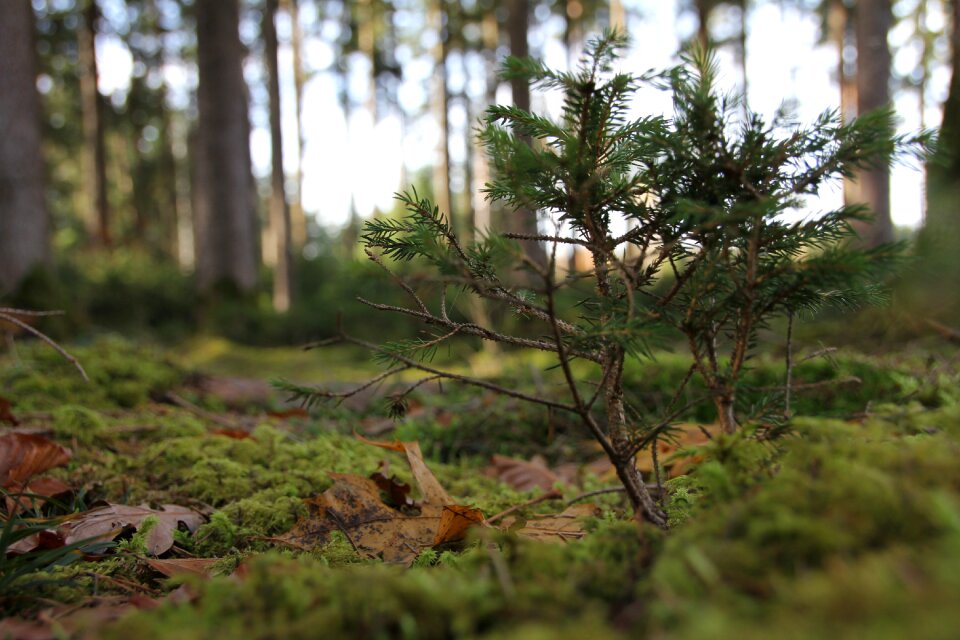 Small nature autumn
