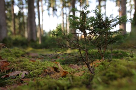 Small nature autumn