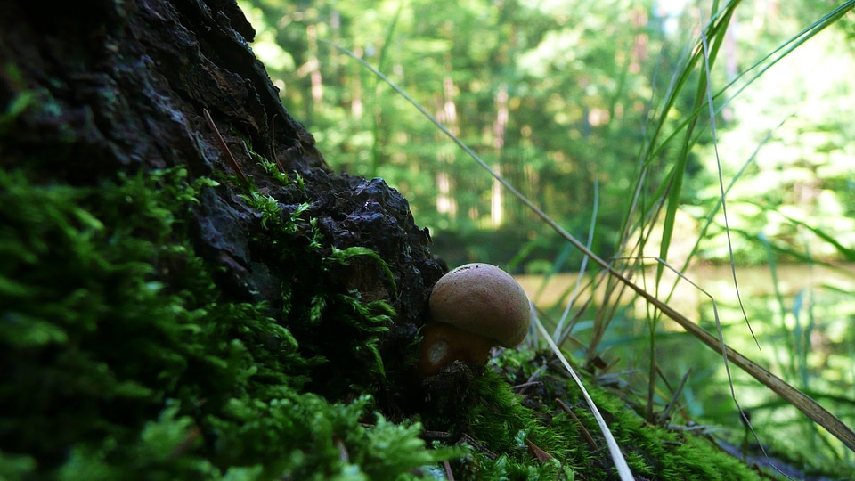 Plant wild fungus