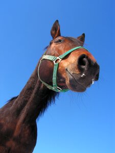 Halter nose bay