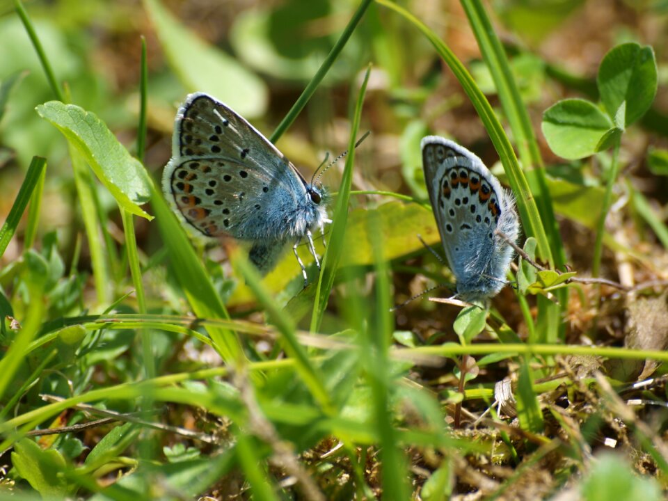 Nature insect animal