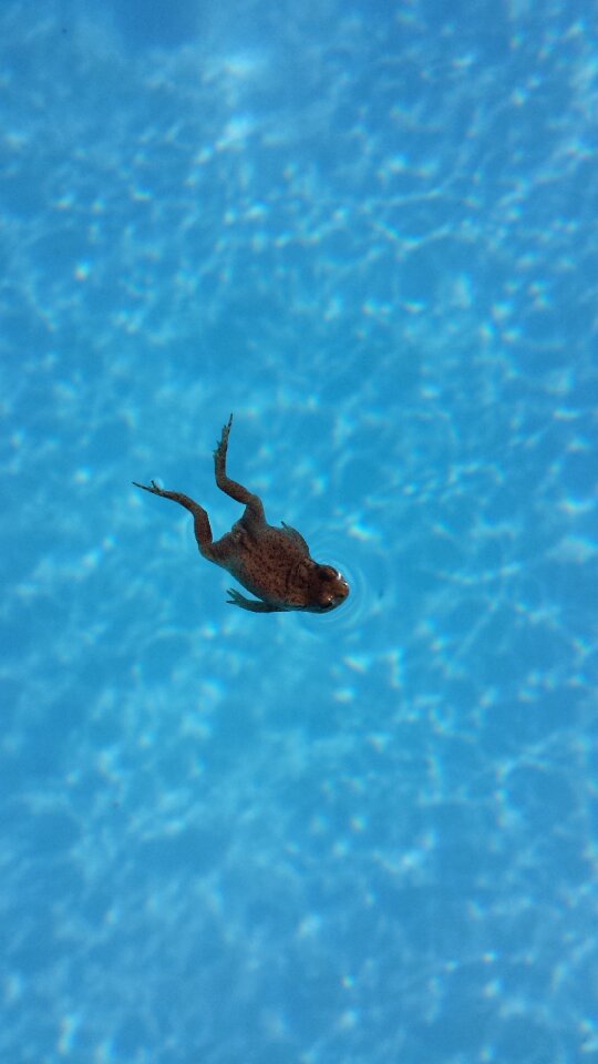 Animals amphibian summer