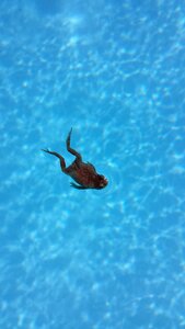 Animals amphibian summer