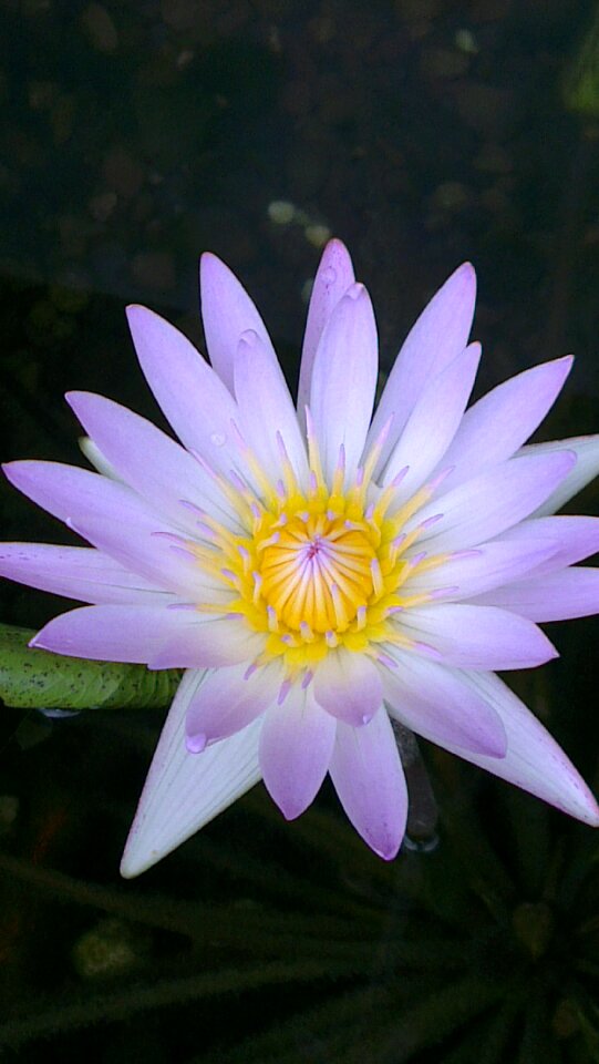 Flower lotus nature