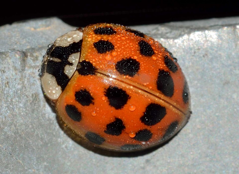 Insects harmonia axyridis