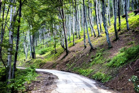 Season forest outdoor photo