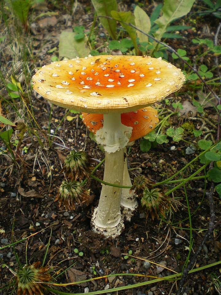 Natural fly agaric amanita muscaria