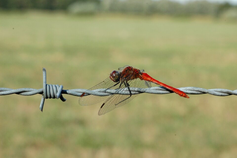 Insect nature demoiselle