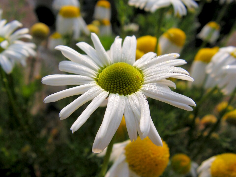 White flower spring