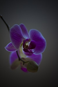 Florist plant lovely