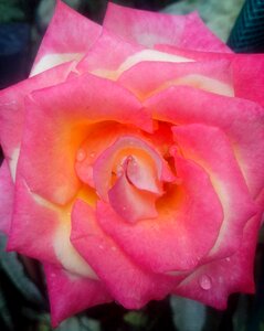 Rosa garden flower