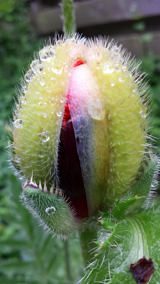 Red flower dew morning