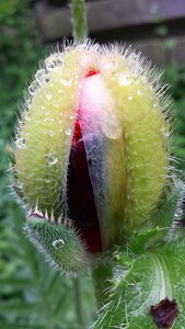 Red flower dew morning