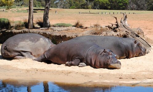 Resting wildlife photo