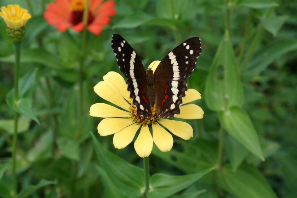 Spring summer insect