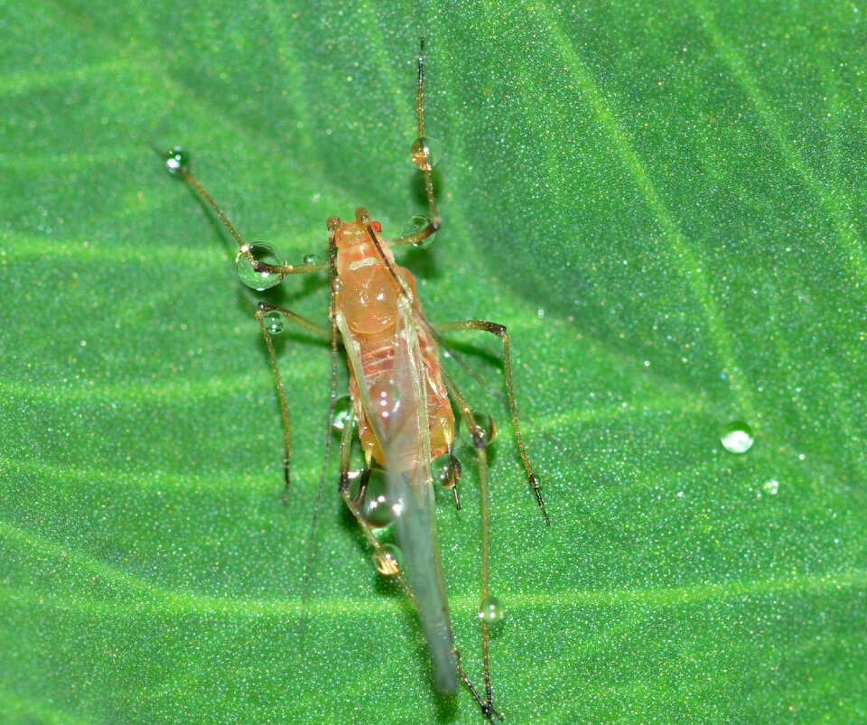 Insects hemiptera aphid
