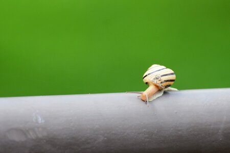 Macro slimy slug photo