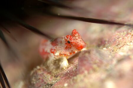 Underwater life sea diving