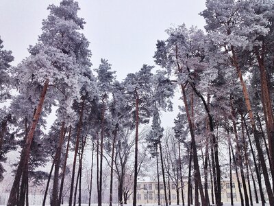 Winter schnee bäume photo