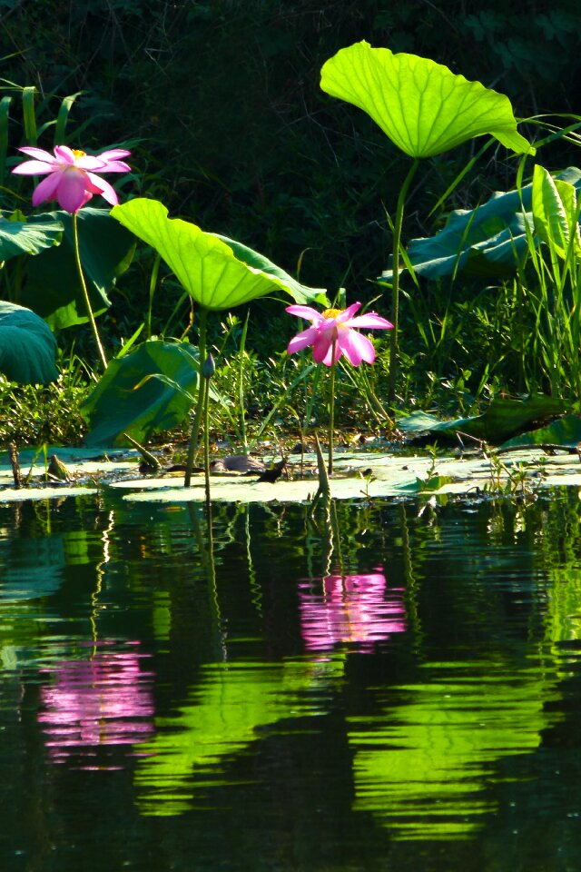 Lotus leaf flowering flower