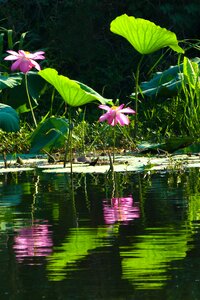 Lotus leaf flowering flower