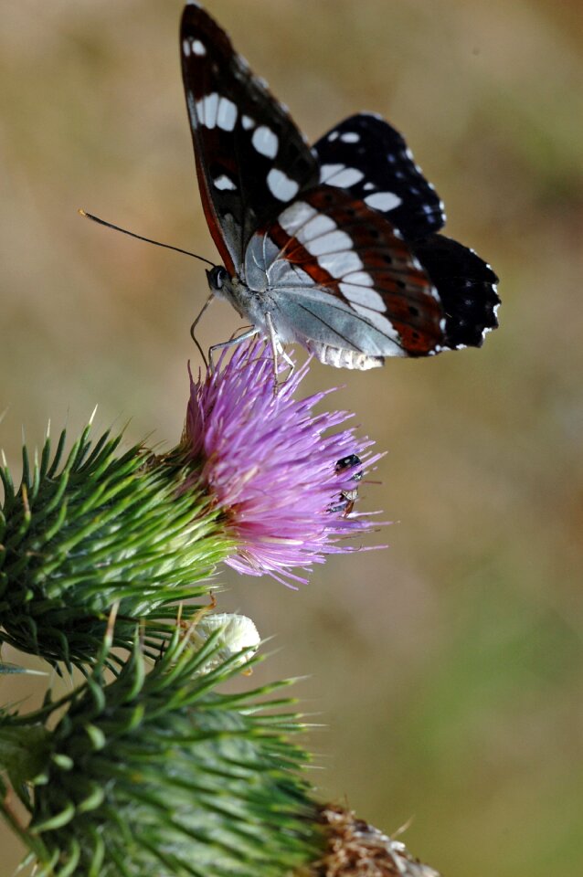 Thistle butterfly short tail animal