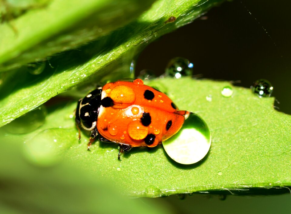 Beetles hippodamia variegata