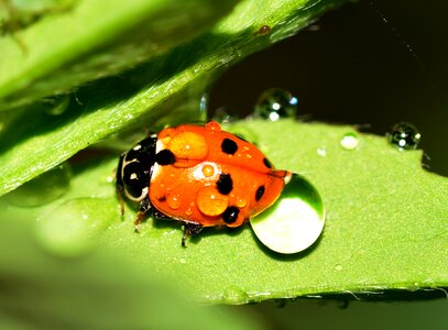 Beetles hippodamia variegata