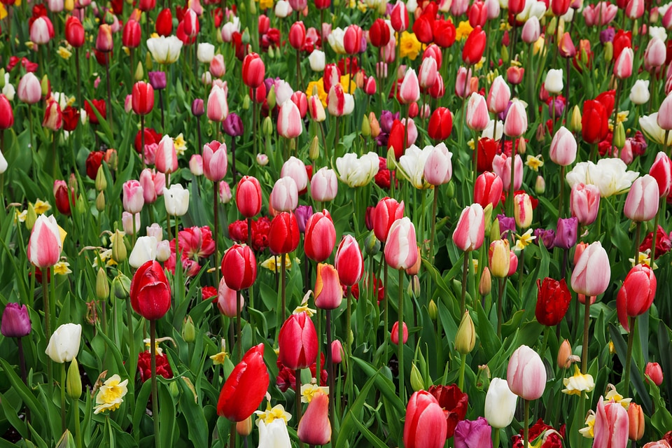 Bloom background color