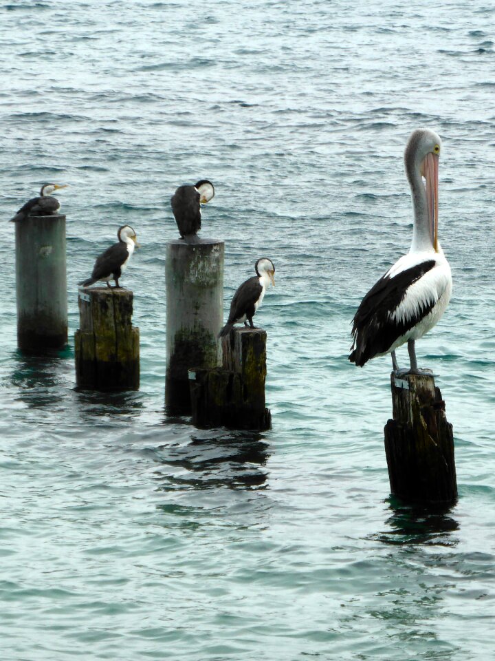 Wildlife preening ocean