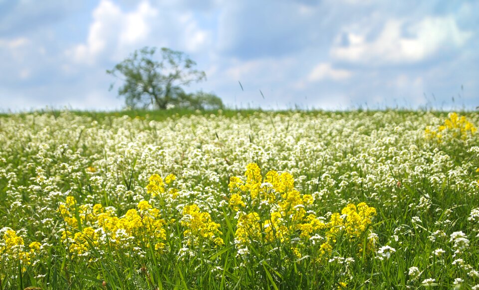 Meadow flowers tree
